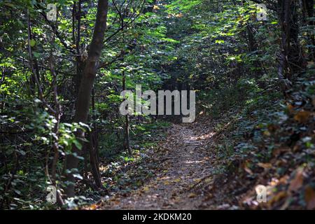 Stretto sentiero discendente su un pendio in una foresta Foto Stock