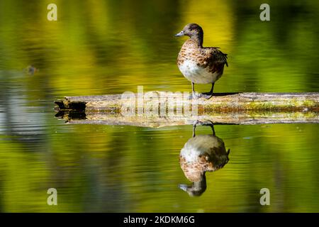 American Wigeon Duck riposante in una palude lungo il fiume San Lorenzo Foto Stock