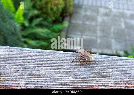 Bug marmorato marrone (Halyomorfa halys) su una ringhiera di legno. Foto Stock