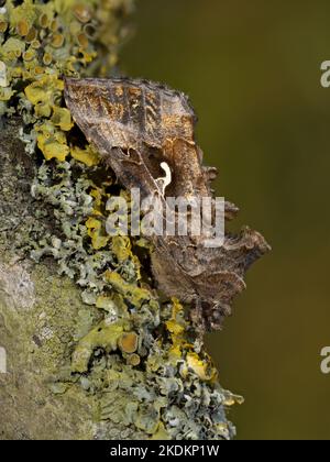 Silvery Moth, Autographa gamma, adulto appena schiusa Norfolk, giugno Foto Stock