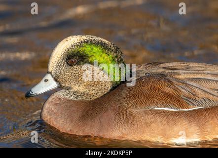 Un bel Wigeon americano maschile che riposa sulle acque dei suoi terreni svernanti lungo la fronte del Colorado. Foto Stock