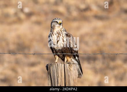 Un bellissimo Hawk dalle gambe ruvide si trova graziosamente su un fencepost sui suoi terreni svernanti nell'alta regione del Colorado. Foto Stock