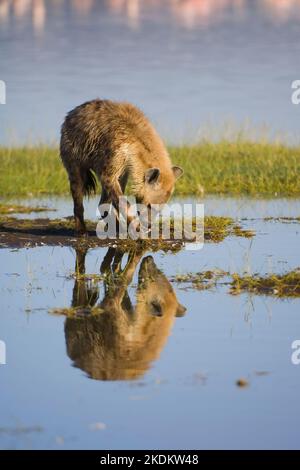 Iena macchiata che riflette nell'acqua (Crocuta Crocuta), Parco Nazionale di Nakuru, Kenya, Africa Orientale Foto Stock