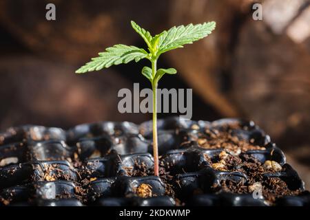 Piccola pianta di piantine di cannabis allo stadio della vegetazione piantata nel suolo al sole. Marijuana per scopi medici Foto Stock