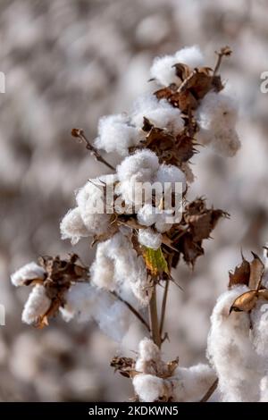 Raccolta. Campi di cotone maturo con tondini aperti e soffice cotone bianco. Israele Foto Stock