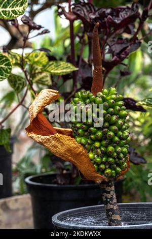 Frutti di Voodoo Lily (Amorphophallus bulbifer) Foto Stock