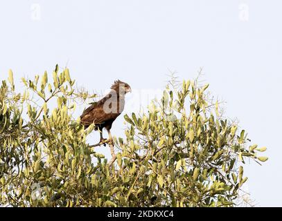 Aquila di serpente marrone, Botswana Africa - Circaetus cinereus arroccato in un albero, Savuti, Chobe Parco Nazionale Botswana Africa Foto Stock