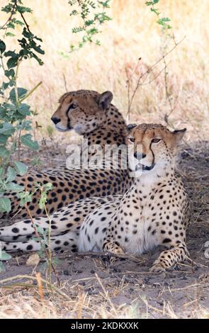 Due ghepardi maschi adulti, Acinonyx jubatus in the wild, Chobe National Park, Botswana Africa. Il ghepardo è un grande gatto e animali minacciati. Foto Stock
