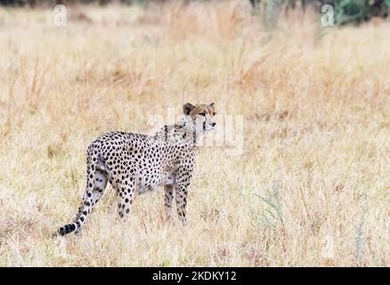 Ghepardo Botswana; ghepardo adulto maschio in piedi in erba, Acinonyx jubatus, Chobe National Park, Botswana Africa. Animale minacciato. Cat. Grande Foto Stock