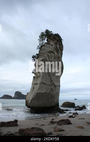 Te Hoho Rock presso la riserva marina di Catherdral Cove Foto Stock