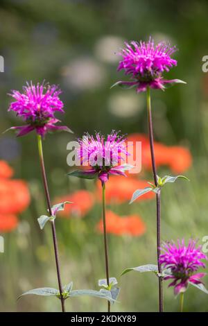 Indianernessel, Bergamotte, Monarde, Monarda fistulosa Huckleberry, bergamotto, balsamo d'api Foto Stock