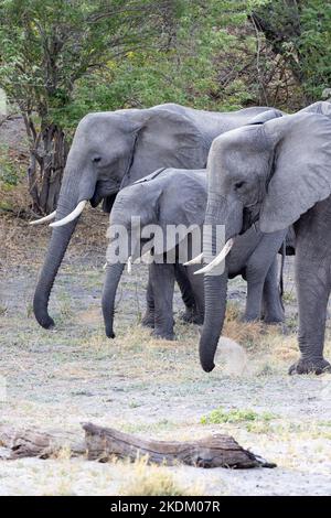 Tre elefanti africani, Loxodonta Africana, Savuti, Chobe National Park Botswana Africa. African un imals. Foto Stock