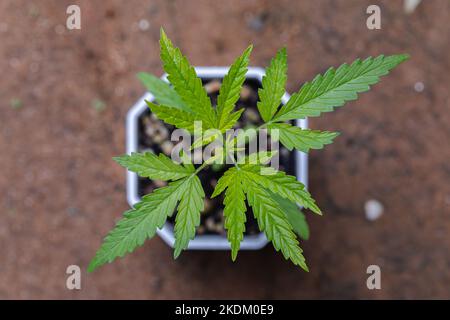 Piccola pianta di piantine di cannabis allo stadio della vegetazione piantata nel suolo al sole. Marijuana per scopi medici Foto Stock