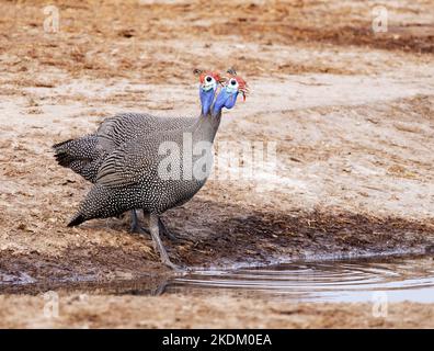 Due guineafowl Helmeted, Numida meleagris, in una buca d'acqua, Savuti, Parco Nazionale di Chobe, Botwana Africa. Uccelli africani. Foto Stock