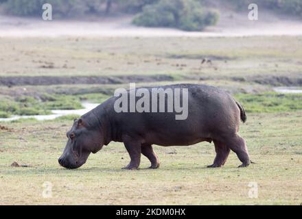 Un ippopotamo adulto, o ippopotamo, ippopotamo anfibio, camminando a terra, vista laterale, Fiume Chobe, Parco Nazionale di Chobe Botswana Africa Foto Stock