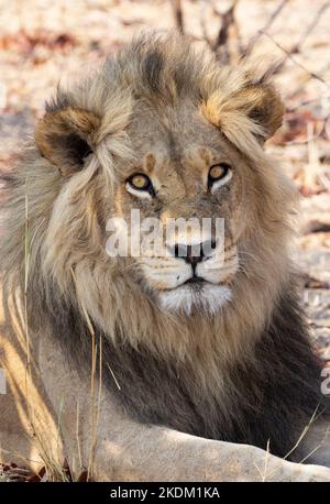 Leone maschile adulto, Panthera leo, guardando la macchina fotografica, primo piano ritratto di testa, Moremi Game Reserve, Okavango Delta, Botswana Africa Foto Stock