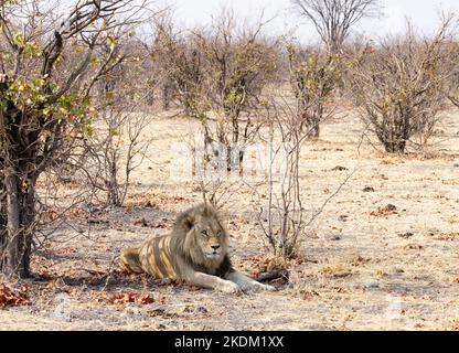 Un leone maschio adulto, Panthera leo, seduto nel cespuglio; Savuti, Parco Nazionale di Chobe, Botswana Africa Foto Stock