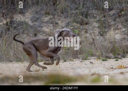 Puntatore a capelli corti Weimaraner. Bella aquila marrone. Cane ribelle sul paddock. Foto Stock