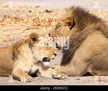 Leone, coppia maschio e femmina, Panthera leo, Moremi Game Reserve, Okavango Delta, Botswana Africa. leone e leonessa. Lions africani. Foto Stock