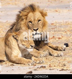 Leone, coppia maschio e femmina, Panthera leo, Moremi Game Reserve, Okavango Delta, Botswana Africa. leone e leonessa. Lions africani. Foto Stock