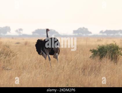 Adulto maschio Ostrich comune, Struthio camelus, nel paesaggio erboso del Parco Nazionale di Chobe, Botswana Africa. Fauna selvatica africana. Foto Stock