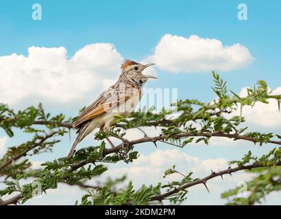 Larice tovagliato di Rufous, Mirafra africana, aka Lark tovagliato di Rufous, che canta in un albero, Delta di Okavango, Africa del Botswana. Africa uccello canto. Foto Stock