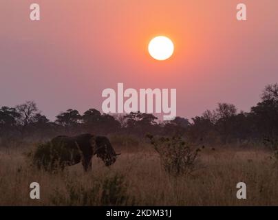 Africa Sunset - paesaggio con sole che tramonta su un singolo elefante maschio, Moremi Game Reserve, Botswana Africa. Tramonto africano colorato. Foto Stock
