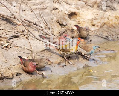 Colorati uccelli africani, Parco Nazionale di Chobe, Botswana Africa. Maschio e femmina Firefighinch fatturato rosso (a sinistra); pitilia alato verde e Blue Waxbill Foto Stock