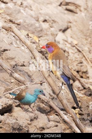 Uccelli colorati Africa. Parco Nazionale di Chobe, Botswana Africa. Waxbill blu giovanile (a sinistra) e Waxbill viola femminile (a destra). Foto Stock