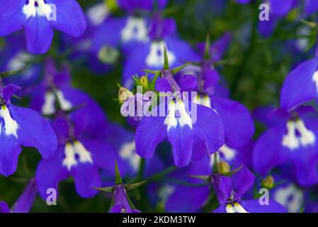 Lobelia è un genere di piante erbacee della famiglia dei Bellflower. Foto Stock