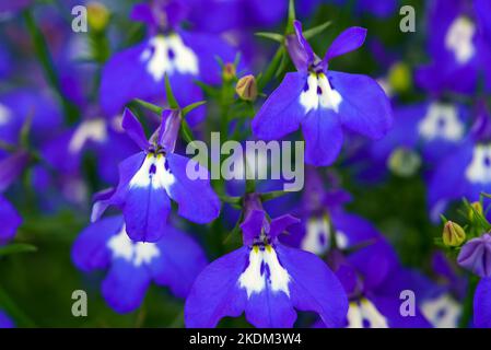 Lobelia è un genere di piante erbacee della famiglia dei Bellflower. Foto Stock