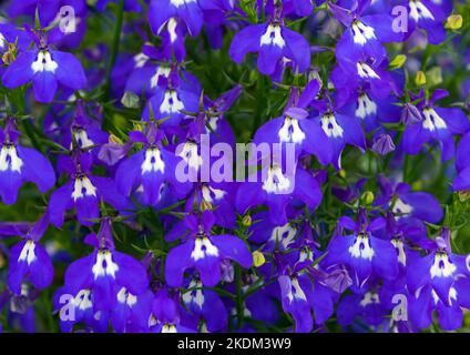 Lobelia è un genere di piante erbacee della famiglia dei Bellflower. Foto Stock