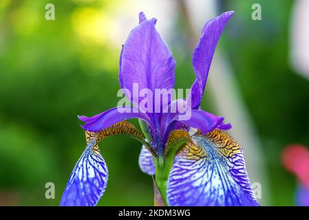 Lobelia è un genere di piante erbacee della famiglia dei Bellflower. Foto Stock