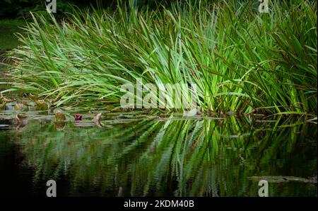 Green Reeds alla luce del sole con Reflection in A Dark Pool, New Forest UK Foto Stock