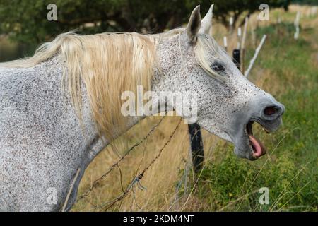 Sbadiglio di cavalli arabi Foto Stock