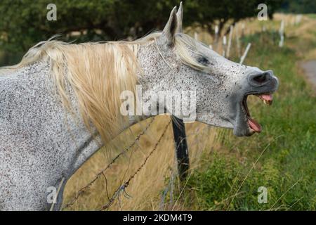 Sbadiglio di cavalli arabi Foto Stock