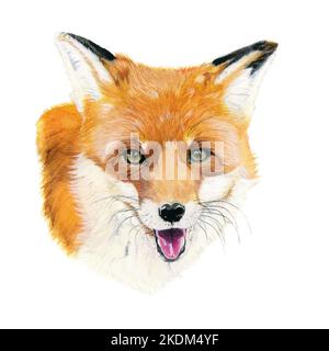 Volpe rossa disegnata in acquerello. Immagine di un ritratto su sfondo bianco Foto Stock