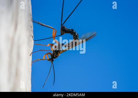 Una vespa nera che depone le uova in legno morto Foto Stock