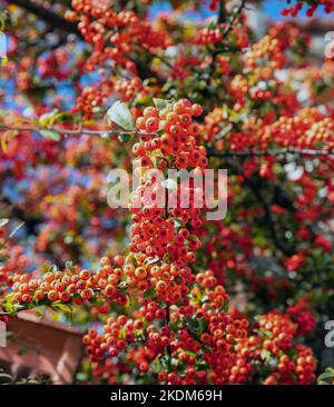 Pyracantha Firethorn sfondo arbusto. Pianta sempreverde con pomate di bacca rossa brillante e fogliame verde. Primo piano vista verticale Foto Stock