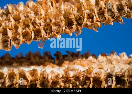 resti di un corncob Foto Stock