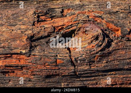 Legno pietrificato con nodo nella foresta arcobaleno lungo il Giant Logs Trail, Petrified Forest National Park, Arizona, USA Foto Stock