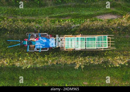 Una macchina per la raccolta delle mele vista dall'alto. Nel campo, tra gli alberi di mele. Agricoltura. Macchina agricola per la raccolta di mele. Macchina con plastica Foto Stock