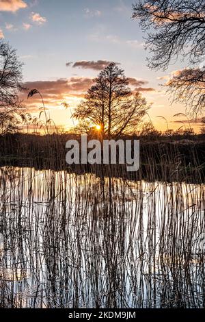 Tramonto invernale sul fiume Wey, visto attraverso canne secche del fiume Wey Ripley Surrey UK Foto Stock