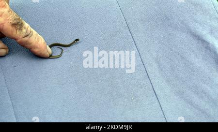 Un serpente itsy bitsy è tenuto delicatamente prigioniero per alcuni momenti da un dito delicato dell'uomo. Foto Stock