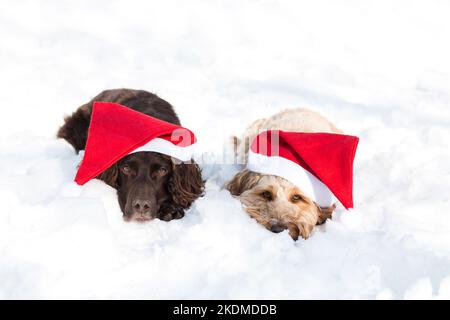 Natale cane foto Foto Stock