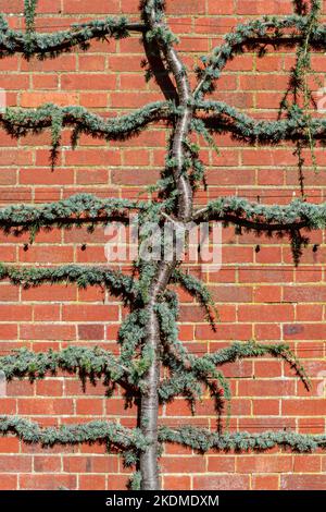 Cedrus atlantica 'glauca Pendula' Atlante Blu Cedro Ornamental Tree, contro un muro di mattoni rossi da giardino. Foto Stock