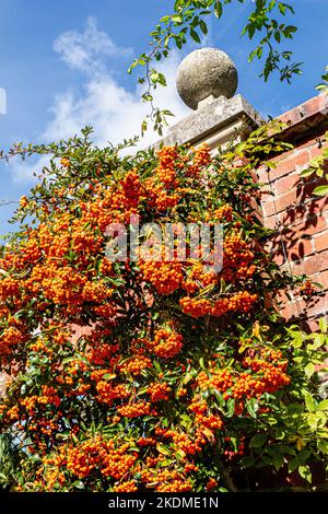 Pyracantha Arancio Berries Firethorn 'Arancio Glow' Rosaceae crescere su un tradizionale muro di mattoni giardino. Colore autunnale Surrey UK Foto Stock