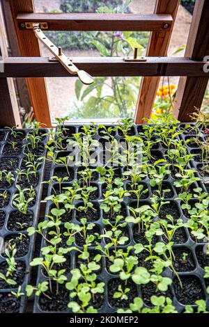 Brassica di semi di senape 'Green-in-the-Snow', che si innaffia in vassoi per moduli nella serra tradizionale. Alti livelli di vitamina A e C, calcio e potassa. Foto Stock