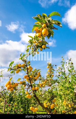 GRANCHIO MELA Malus 'Golden Hornet' Mela di granchio 'Golden Hornet' piccolo albero deciduo con abbondante raccolto di frutti gialli luminosi e profondi. Foto Stock