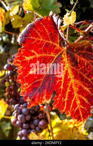 Schuyler uve mature UK, vino ibrido dalla pelle blu e uva da tavola creata dall'incrocio tra Vitis vinifera Zinfandel rosso e Vitis labrusca Hybrid Ontario. Foto Stock